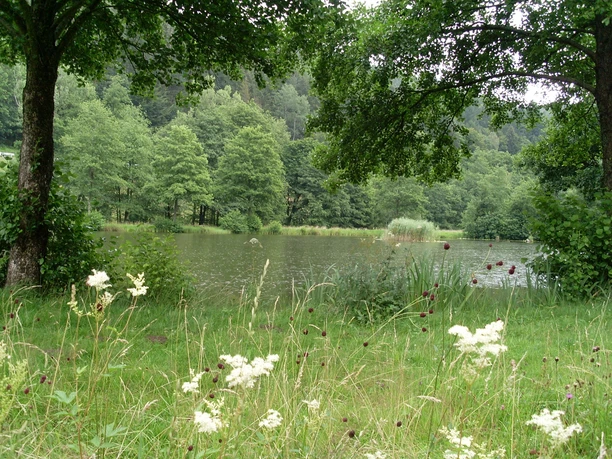 Fischweiher Friedrichstal