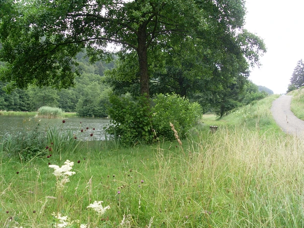 Fischweiher Friedrichstal