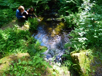 Das Lauterbächle in Höhe Sauteichhütte