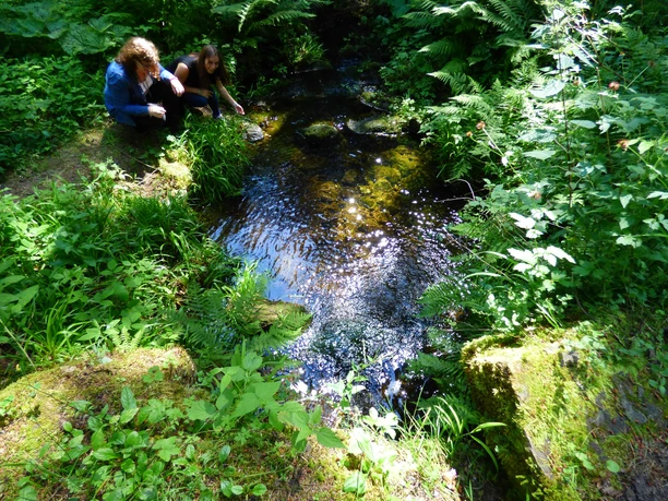Das Lauterbächle in Höhe Sauteichhütte