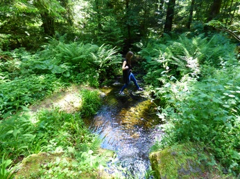 Das Lauterbächle in Höhe Sauteichhütte
