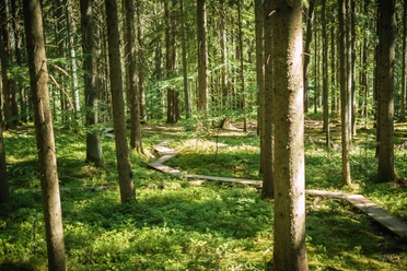 Holzweg