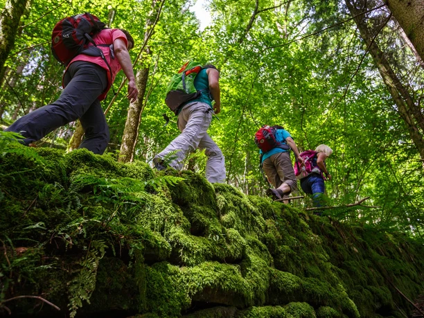 Wandern auf Wald- und Wiesenpfaden Wandern auf Wald- und Wiesenpfaden