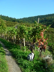 In den Reben bei Kappelwindeck