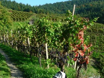 In den Reben bei Kappelwindeck