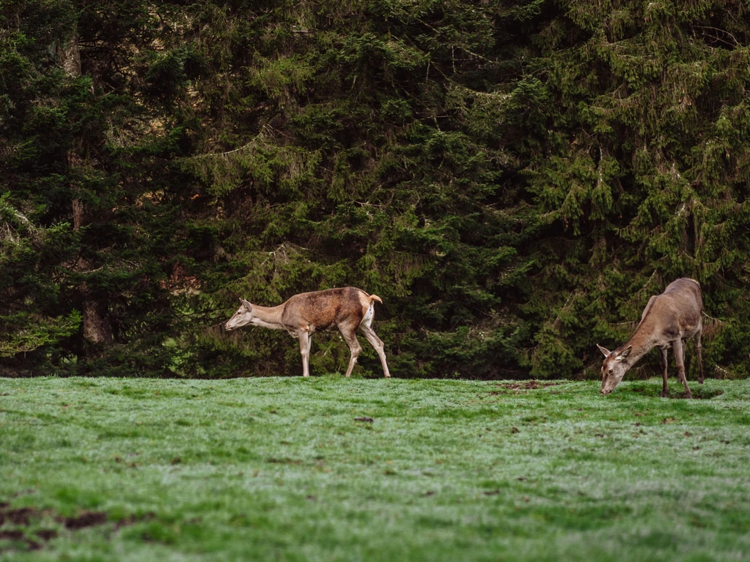 Tiere im Wildegehege in Baiersbronn