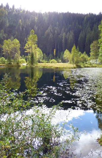Der idyllische Ellbachsee