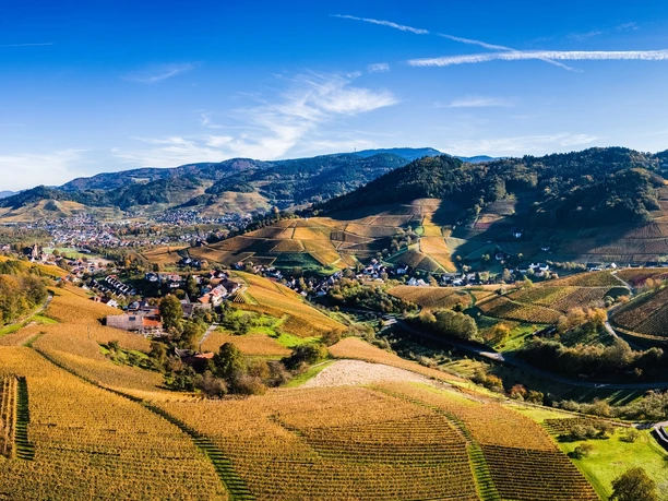 Blick auf Kappelrodeck. Im Vordergrund gelb gefärbte Reben, im HIntergrund bewaldete Berge