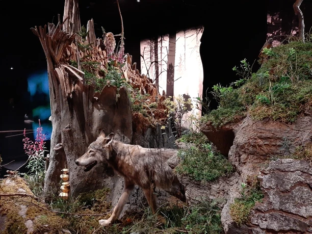 Blick in die Ausstellung des Nationalparkzentrums mit einem Wolf zwischen Baumstümpfen und Steinen