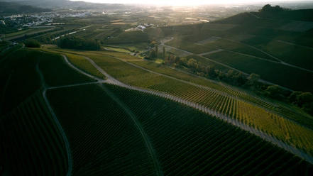 Drohnenbild von Weinbergen mit Wanderwegen im Abendlicht