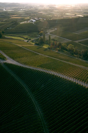 Drohnenbild von Weinbergen mit Wanderwegen im Abendlicht