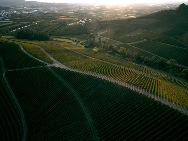 Drohnenbild von Weinbergen mit Wanderwegen im Abendlicht