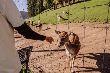 Wildgehege im Eulengrund in Mitteltal