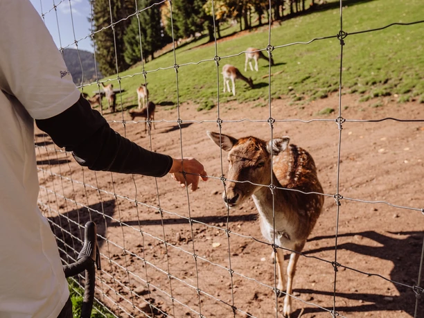 Wildgehege im Eulengrund in Mitteltal