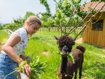 Mädchen gibt einem Alpaka Löwenzahn