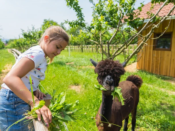 Mädchen gibt einem Alpaka Löwenzahn