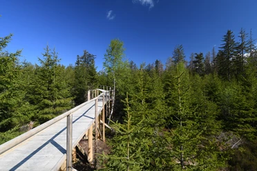 Holzpfad zwischen nachwachsenden Bäumen auf Wanderweg Spechtpfad