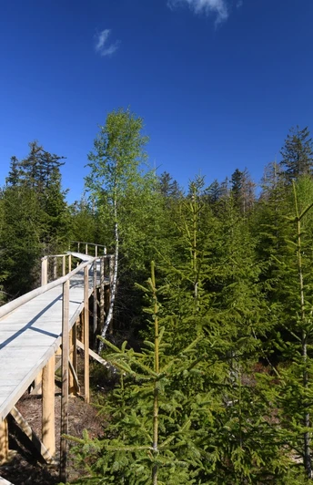 Holzpfad zwischen nachwachsenden Bäumen auf Wanderweg Spechtpfad