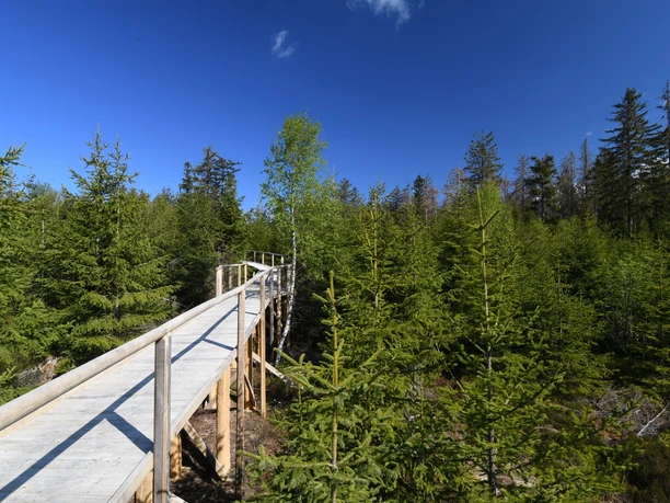 Holzpfad zwischen nachwachsenden Bäumen auf Wanderweg Spechtpfad