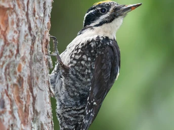 Nachaufnahme von Specht an einem Stamm