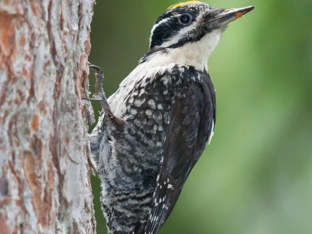 Nachaufnahme von Specht an einem Stamm