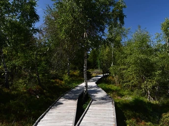 Holzpfad auf Grindenfläche mit Heidekraut und Birken und strahlendblauem Himmel