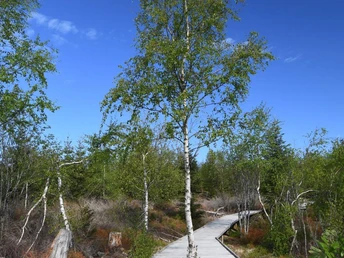 Holzpfad auf Moorfläche mit Birken
