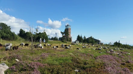 Grindebeweidung in der blühenden Heide und Hornisgrinde-Aussichtsturm