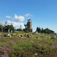 Grindebeweidung in der blühenden Heide und Hornisgrinde-Aussichtsturm