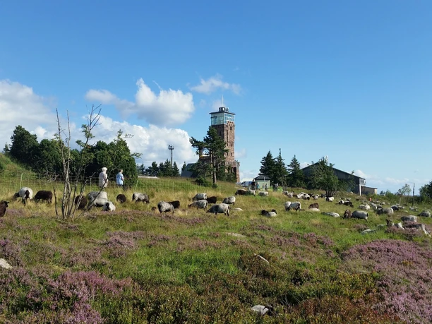 Grindebeweidung in der blühenden Heide und Hornisgrinde-Aussichtsturm