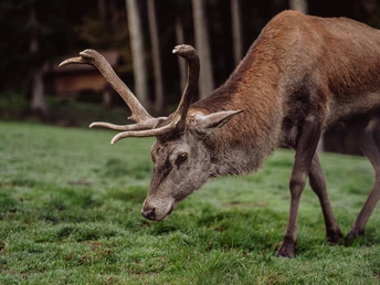 Wildgehege Sankenbach