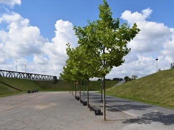 RheinPark Weg in Richtung Rhein