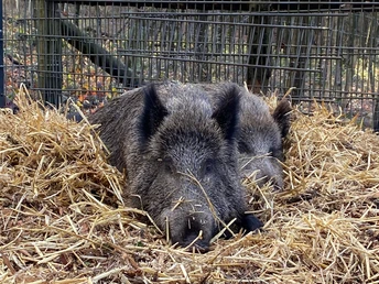 Wildschweingehege im Duisburger Stadtwald