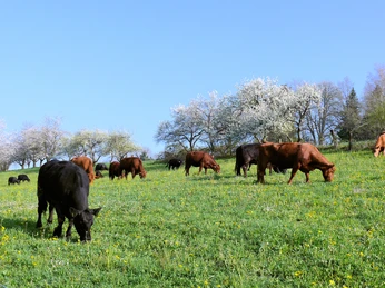 Seengen_Eichberg_Kühe auf der Weide