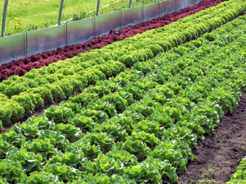 Seengen_Eichberg_Salatfeld