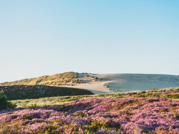 © Tim Pfeiffer l Sylt Marketing_Wanderdüne mit Heide.jpg