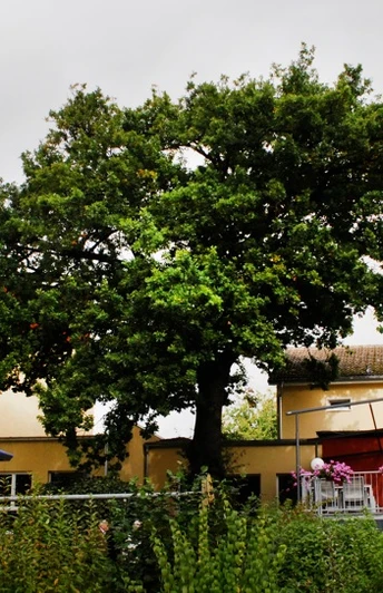 Hotel-Restaurant Weserschiffchen