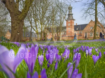 Krokusbluete_Husum_TSMH© Foto Oliver Franke.jpg