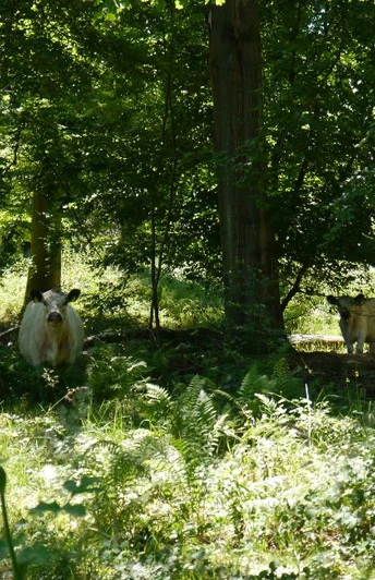 Königsallee/Hutewald
