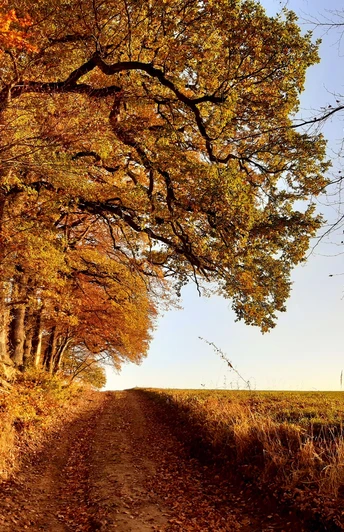 Wanderweg bei Everode