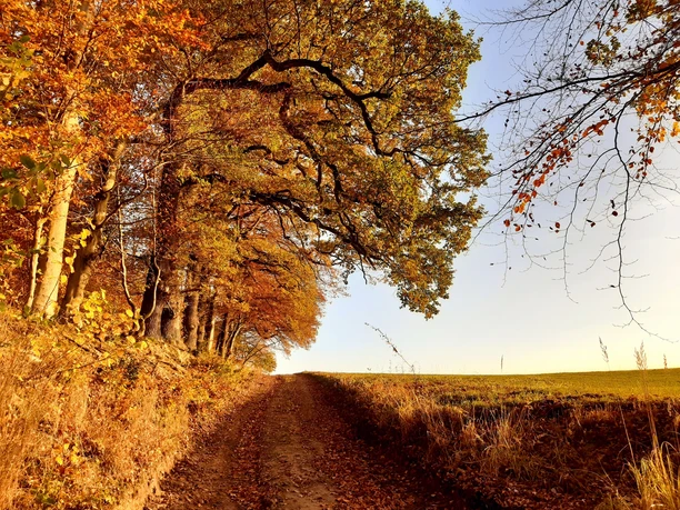 Wanderweg bei Everode