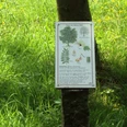 Infotafel Baumlehrpfad Salzgitter-Gebhardshagen