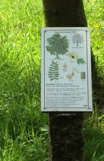 Infotafel Baumlehrpfad Salzgitter-Gebhardshagen