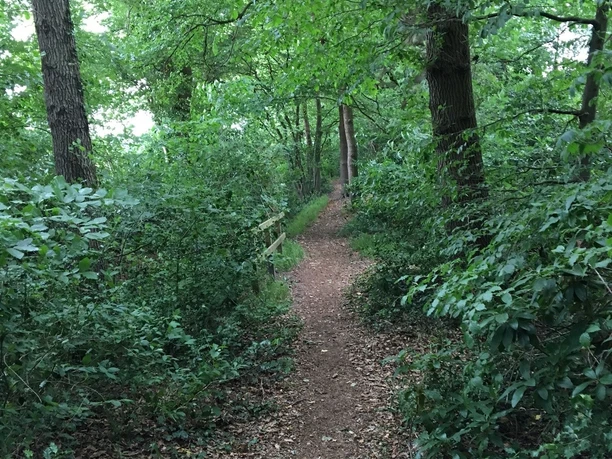 Waldweg Karlshof