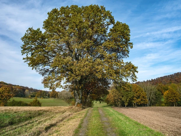 Eiche im Wiesental