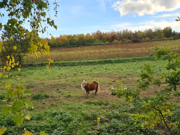 Qualitätstour Waldläufer (De 6 + LRR)