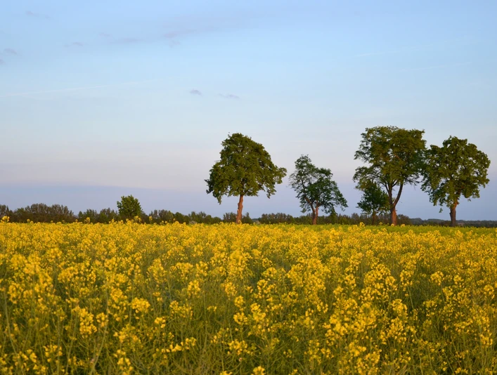 Rapsfeld bei Lübbow