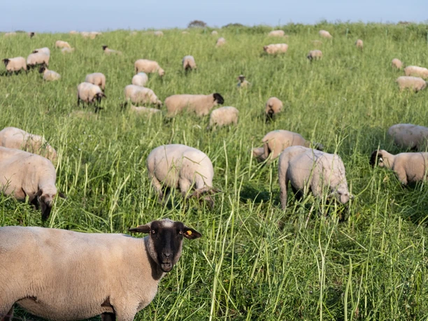 Schafe auf dem Feld