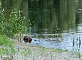 Biber am Gartower See