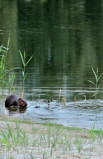 Biber am Gartower See